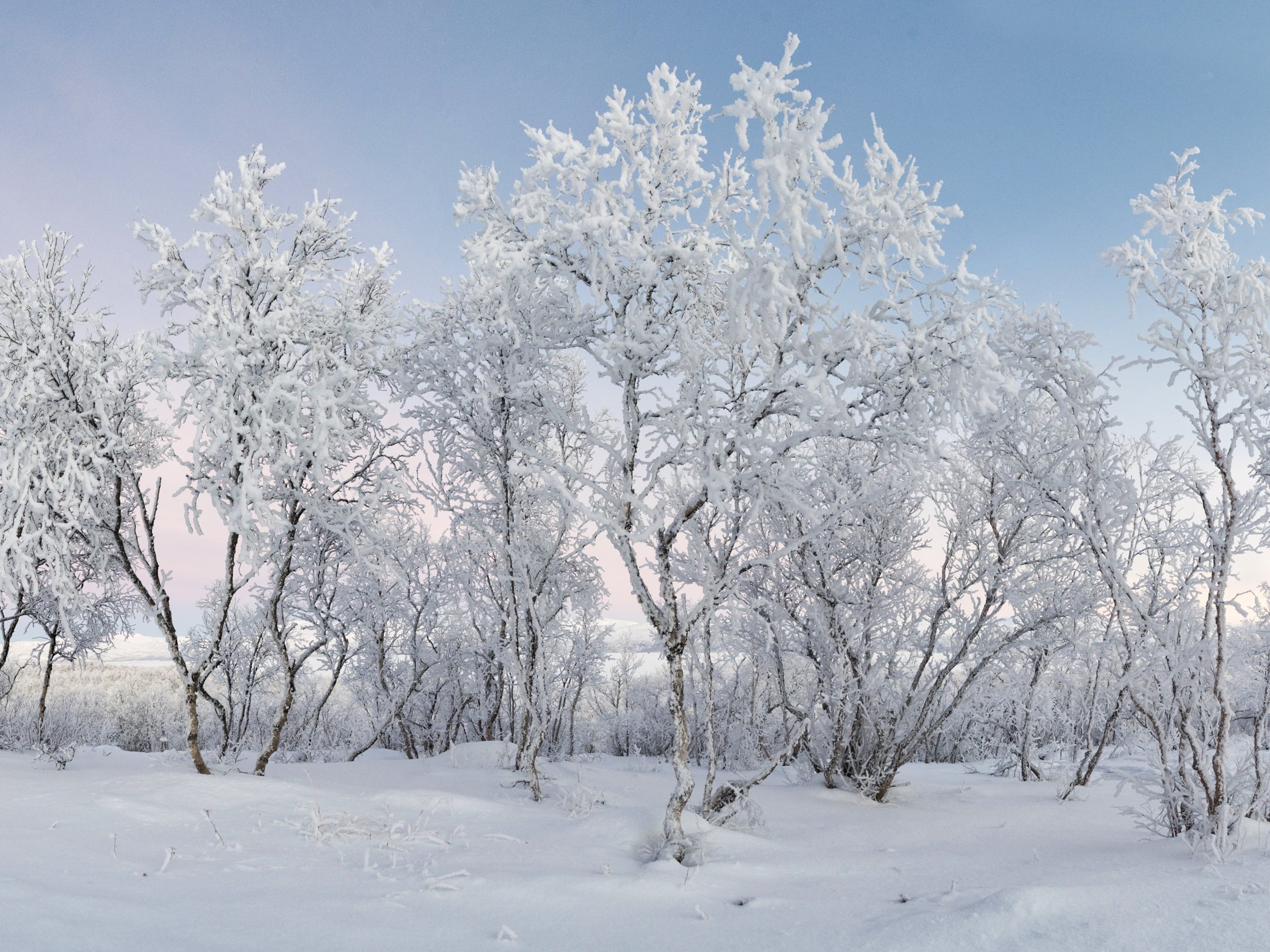Snow-covered mountain birches in winter.