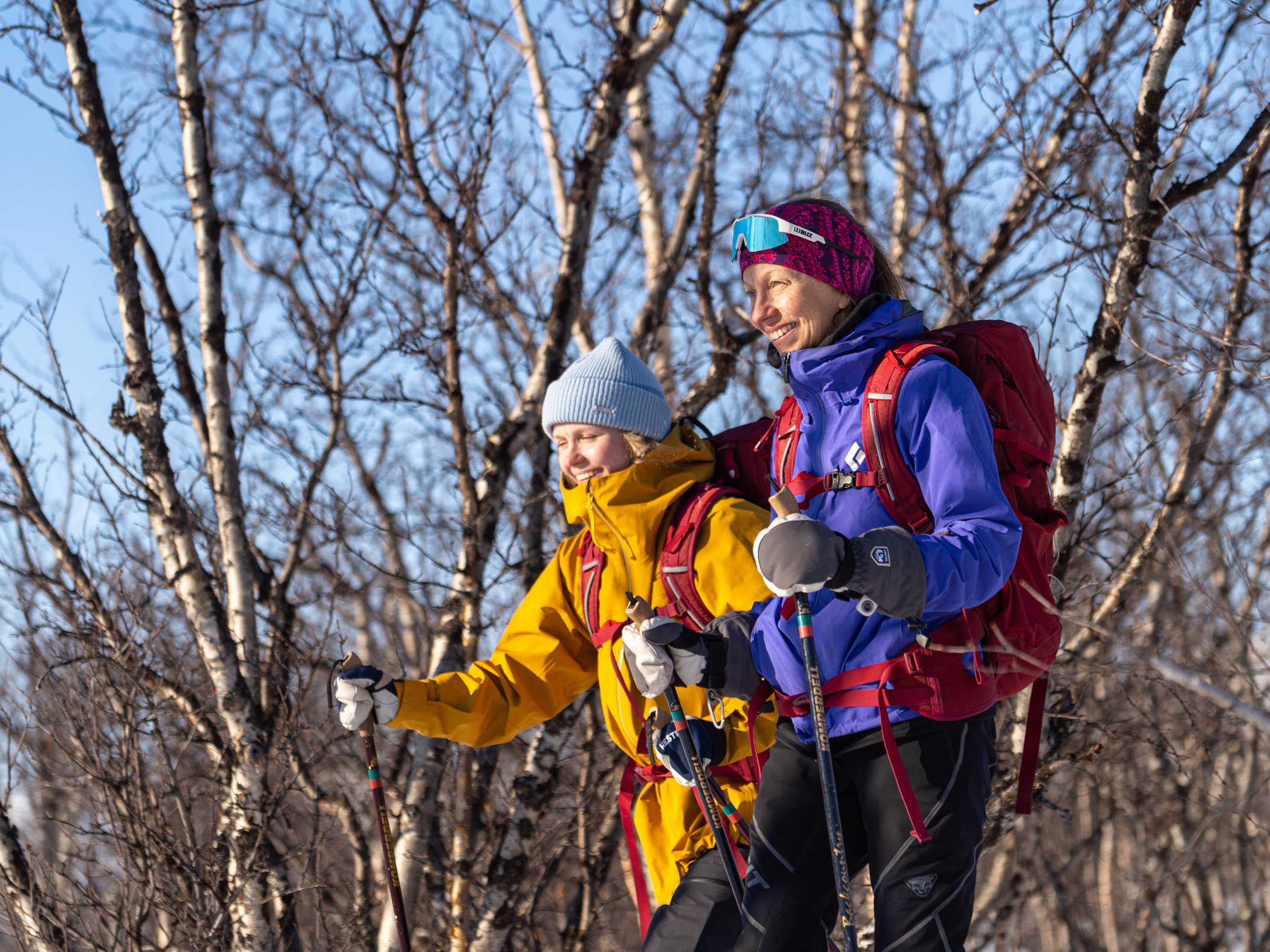 Cross-country skiers in a snowy birch forest.