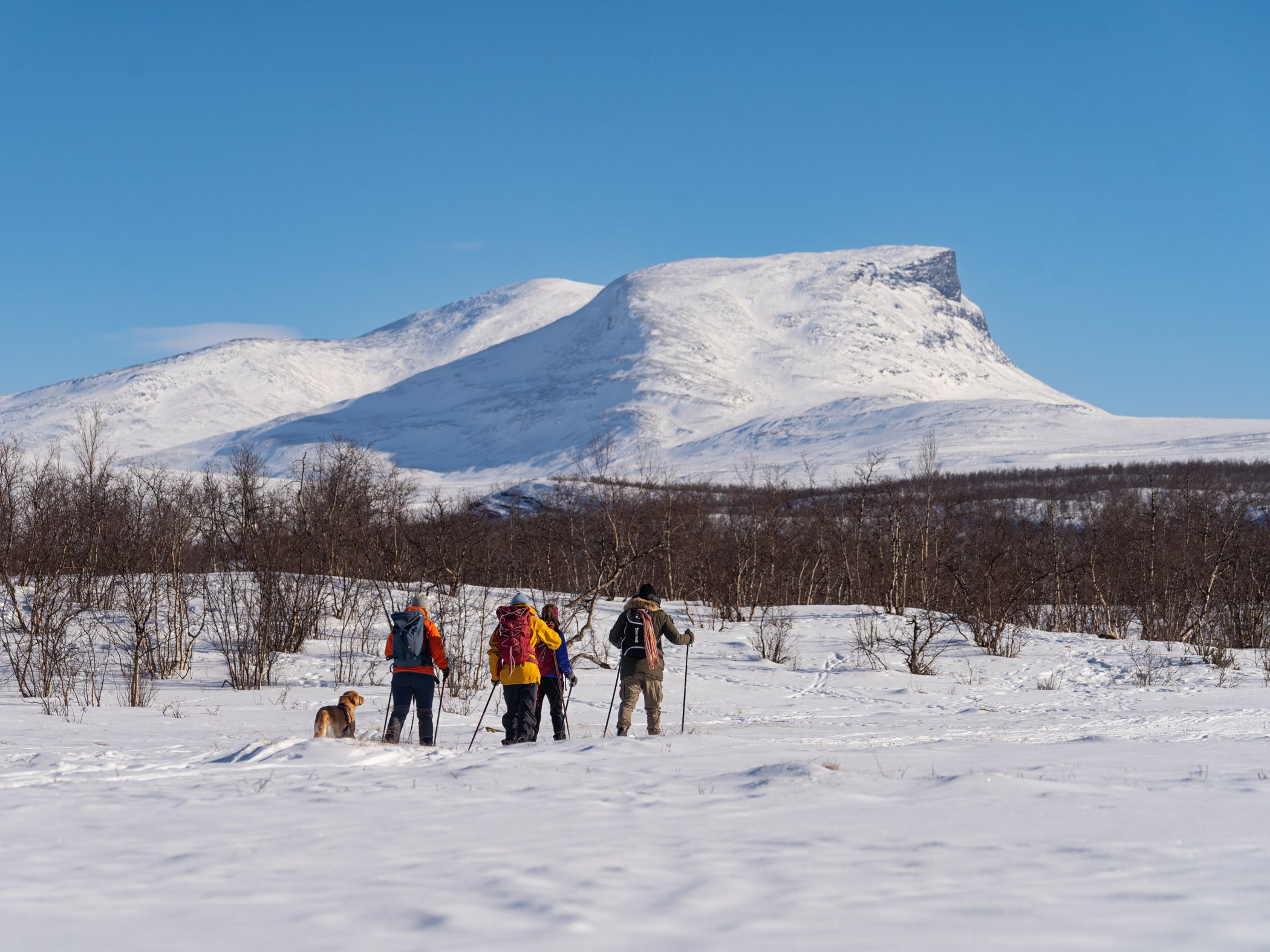 Group of cross-country skiers and a dog crossing a snowy landscape with snow-covered mountains in the background under a clear blue sky.